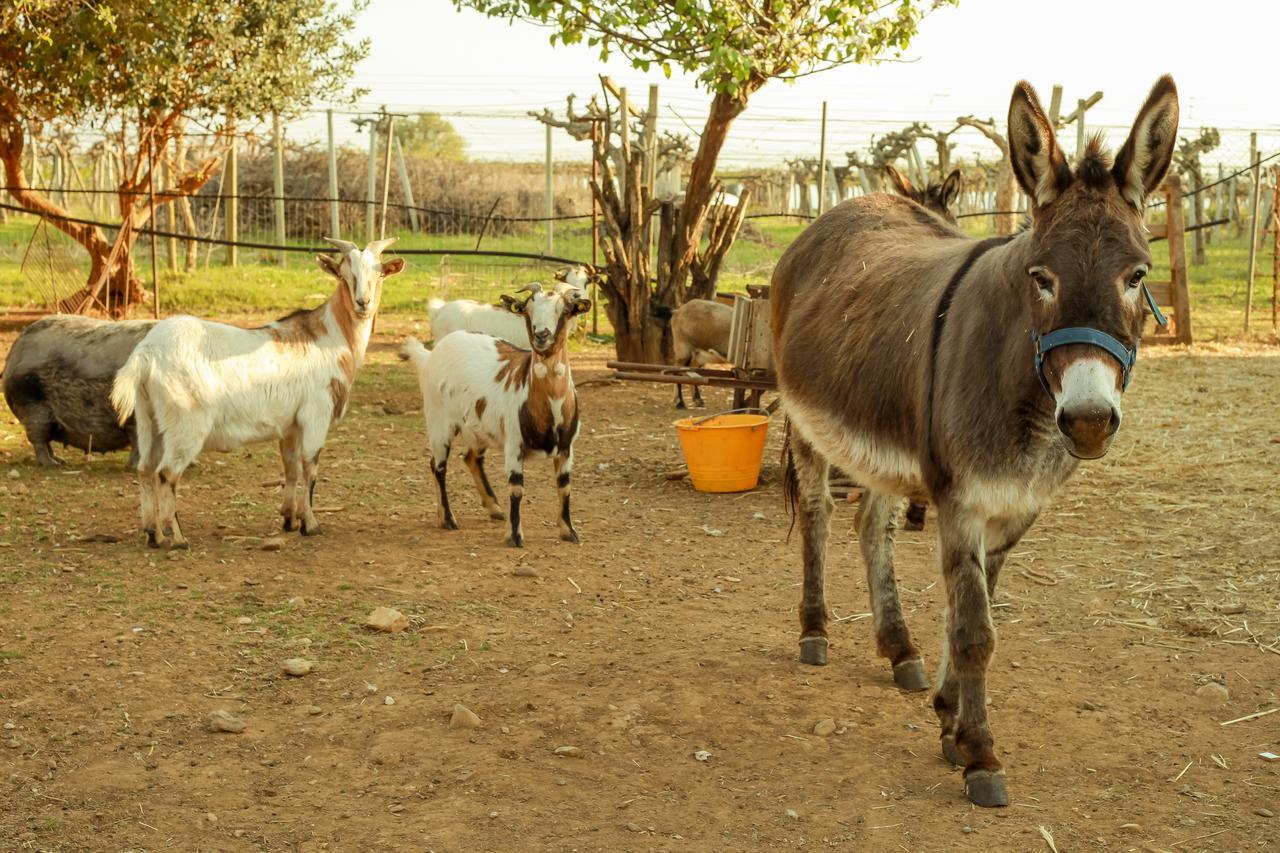 Azienda Agrituristica Il Pago โนวา ซิริ มาริน่า ภายนอก รูปภาพ